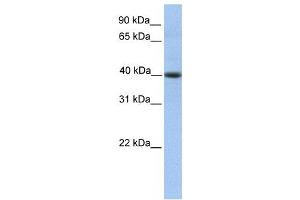 Western Blotting (WB) image for anti-Pellino E3 Ubiquitin Protein Ligase Family Member 3 (PELI3) antibody (ABIN2459771) (Pellino 3 Antikörper)