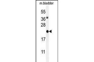 Western blot analysis of ID4 Antibody (N-term) (ABIN653935 and ABIN2843167) in mouse bladder tissue lysates (35 μg/lane). (ID4 Antikörper  (N-Term))