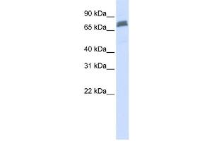 Western Blotting (WB) image for anti-Tripartite Motif Containing 45 (TRIM45) antibody (ABIN2458736)