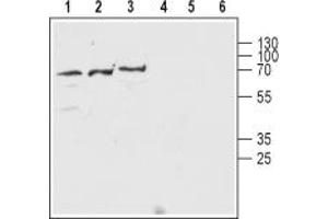Western blot analysis of SH-SY5Y human neuroblastoma cell lysate (lanes 1 and 4) and rat (lanes 2 and 5) and mouse (lanes 3 and 6) brain lysate:1-3.