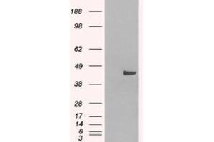 Image no. 2 for anti-Sorting Nexin 16 (SNX16) (N-Term) antibody (ABIN374316) (SNX16 Antikörper  (N-Term))