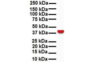 Western Blotting (WB) image for anti-GNAS Complex Locus (GNAS) (N-Term) antibody (ABIN2775543)