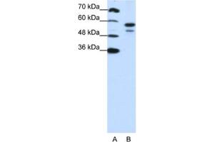 Western Blotting (WB) image for anti-U2 Small Nuclear RNA Auxiliary Factor 2 (U2AF59) antibody (ABIN2462083) (U2AF2 Antikörper)