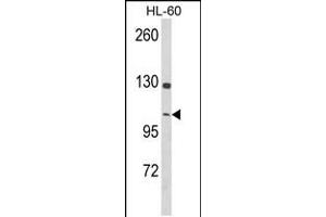 Western blot analysis of DNM3 Antibody in HL-60 cell line lysates (35ug/lane) (Dynamin 3 Antikörper  (AA 557-584))