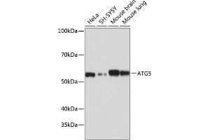 Western blot analysis of extracts of various cell lines, using  antibody (ABIN7265710) at 1:1000 dilution. (ATG5 Antikörper)