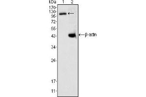 Western blot analysis using DAXX mouse mAb against K562 cell lysate (1). (DAXX Antikörper)