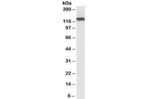 Western blot testing of NIH3T3 lysate with MYO1B antibody at 1ug/ml. (Myosin IB Antikörper)