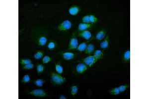 IF analysis of NCAM1 using anti-NCAM1 antibody (ABIN7602512). (CD56 Antikörper  (AA 80-328))