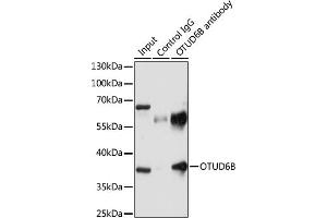 Immunoprecipitation analysis of 200 μg extracts of U-87MG cells using 3 μg OTUD6B antibody (ABIN7269123). (OTUD6B Antikörper  (AA 31-323))
