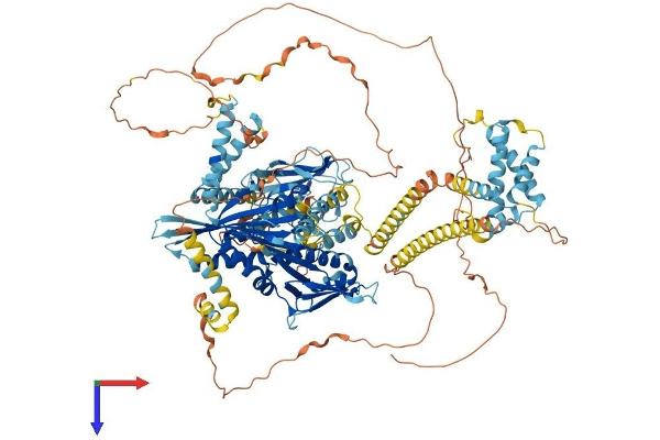 KIF1C Protein (AA 1-1100) (His tag)