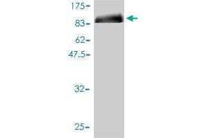 Western Blotting (WB) image for anti-Origin Recognition Complex Subunit 2 (ORC2) (AA 1-577) antibody (ABIN562076)