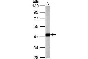 WB Image Sample (20 ug of whole cell lysate) A: mouse brain 10% SDS PAGE antibody diluted at 1:5000 (Pyruvate Dehydrogenase E1 alpha (Center) Antikörper)
