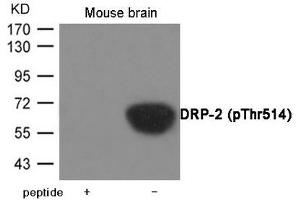 Western blot analysis of extracts from Mouse brain tissue using DRP-2 (Phospho-Thr514) Antibody. (DPYSL2 Antikörper  (pThr514))