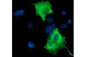 Image no. 6 for anti-phosphoinositide-3-Kinase Adaptor Protein 1 (PIK3AP1) antibody (ABIN1496822) (PIK3AP1 Antikörper)