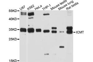 Western blot analysis of extracts of various cell lines, using ICMT antibody (ABIN5997948) at 1/1000 dilution. (ICMT Antikörper)