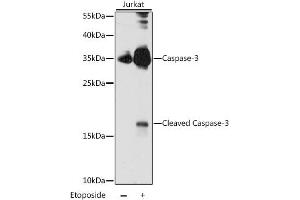 Western blot analysis of extracts of Jurkat cells, using CASP3 antibody (ABIN6292881) at 1:1000 dilution. (Caspase 3 Antikörper)