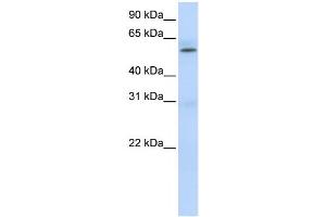 Western Blotting (WB) image for anti-Protein Arginine Methyltransferase 3 (PRMT3) antibody (ABIN2458480) (PRMT3 Antikörper)
