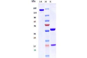 anti-MUC1 (Gatipotuzumab Biosimilar) antibody