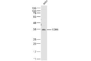 A431 lysates probed with CDK6 Polyclonal Antibody, Unconjugated  at 1:500 dilution and 4˚C overnight incubation. (CDK6 Antikörper  (AA 21-110))