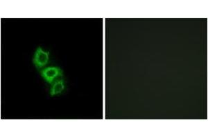 Immunofluorescence analysis of A549 cells, using APOL5 Antibody. (Apolipoprotein L 5 Antikörper  (AA 384-433))
