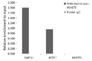 Chromatin immunoprecipitation analysis of extracts of HeLa cells, using DiMethyl-Histone H3-K79 antibody (ABIN7267680) and rabbit IgG.