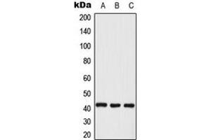 Western blot analysis of ERK2 expression in KNRK (A), A431 (B), NIH3T3 (C) whole cell lysates. (ERK2 Antikörper  (Center))