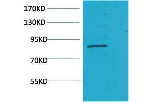 Western Blot (WB) analysis of K562 using Stat5a Polyclonal Antibody. (STAT5A Antikörper)