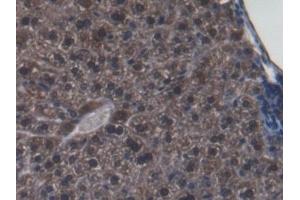 Detection of GLRX3 in Mouse Liver Tissue using Polyclonal Antibody to Glutaredoxin 3 (GLRX3) (GLRX3 Antikörper  (AA 73-320))