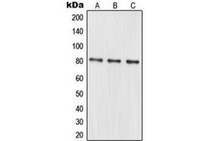 Western blot analysis of MRE11 expression in K562 (A), HeLa (B), Jurkat (C) whole cell lysates.