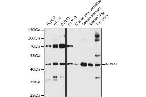 Western blot analysis of extracts of various cell lines, using NOX antibody (3844) at 1:3000 dilution. (NOXA1 Antikörper  (AA 140-300))