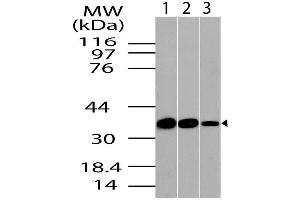 Image no. 1 for anti-PDZ and LIM Domain 1 (PDLIM1) (AA 116-329) antibody (ABIN5027118) (PDLIM1 Antikörper  (AA 116-329))