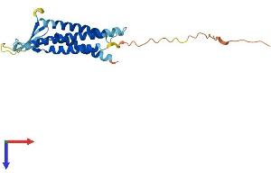 Claudin 19 Protein (CLDN19) (AA 1-224) (His tag)