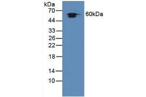 Figure. (HSPD1 Antikörper  (AA 172-343))