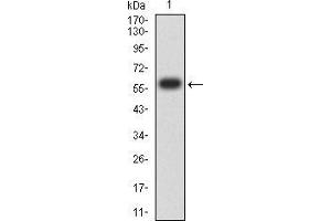 LSD1 Antikörper  (AA 55-263)