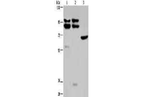 Western Blotting (WB) image for anti-Osteosarcoma Amplified 9, Endoplasmic Reticulum Lectin (OS9) antibody (ABIN2430588) (OS9 Antikörper)