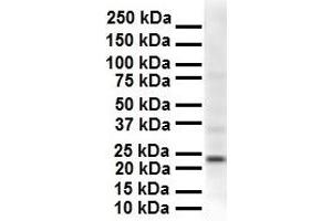 WB Suggested Anti-SOX2 antibody Titration: 1 ug/mL Sample Type: Human Hela (SOX2 Antikörper  (N-Term))