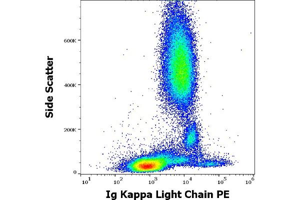 kappa Light Chain Antikörper  (PE)