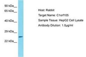 Image no. 1 for anti-Chromosome 1 Open Reading Frame 105 (C1ORF105) (AA 26-75) antibody (ABIN6750732) (C1ORF105 Antikörper  (AA 26-75))