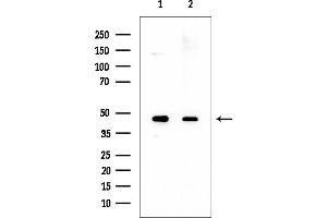Western blot analysis of lysates from various samples, using CHST5 Mouse Monoclonal Antibody at 1/1000 dilution.