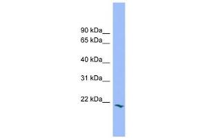 PRRG2 antibody used at 1 ug/ml to detect target protein.
