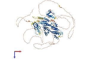 BICC1 Protein (AA 1-977) (His tag)