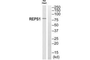 Western blot analysis of extracts from rat heart cells, using REPS1 antibody. (REPS1 Antikörper  (C-Term))