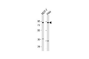 All lanes : Anti-FRS2 Antibody (Center) at 1:1000 dilution Lane 1: MCF-7 whole cell lysate Lane 2: Hela whole cell lysate Lysates/proteins at 20 μg per lane. (FRS2 Antikörper  (AA 275-303))