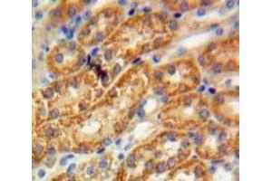IHC-P analysis of Kidney tissue, with DAB staining. (FUCA1 Antikörper  (AA 185-447))