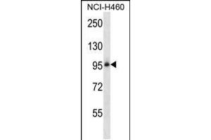 ITGB5 Antibody (N-term) (ABIN657921 and ABIN2846868) western blot analysis in NCI- cell line lysates (35 μg/lane). (Integrin beta 5 Antikörper  (N-Term))