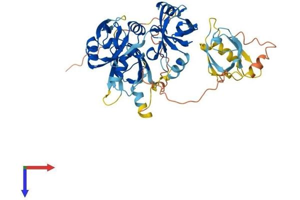PDZD3 Protein (AA 1-498) (His tag)