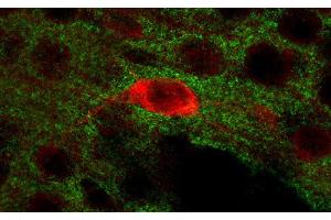 Indirect immunostaining of PFA fixed mouse brain section with anti-secernin 1 (dilution 1 : 200; red) and guinea pig anti-SV2B (ABIN1742259, dilution 1 : 200; green). (Secernin 1 Antikörper  (AA 1-414))