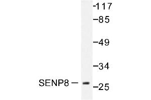 Image no. 1 for anti-SUMO/sentrin Specific Peptidase Family Member 8 (SENP8) antibody (ABIN271961) (SENP8 Antikörper)