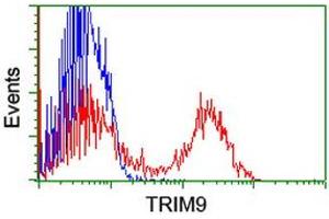 Image no. 1 for anti-Tripartite Motif Containing 9 (TRIM9) (AA 284-669) antibody (ABIN1491324) (TRIM9 Antikörper  (AA 284-669))