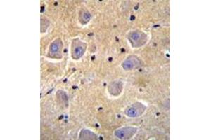 Formalin fixed, paraffin embedded human brain tissue stained with SHISA6 Antibody (N-term) followed by peroxidase conjugation of the secondary antibody and DAB staining. (SHISA6 Antikörper  (N-Term))